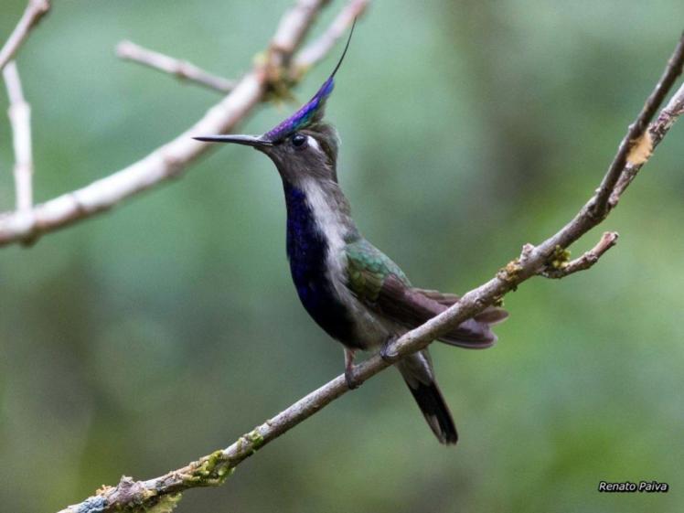 birdwatching-ribeirao_grande-renato_paiva-Beija-flor-de-topete-azul_Stephanoxis-loddigesii